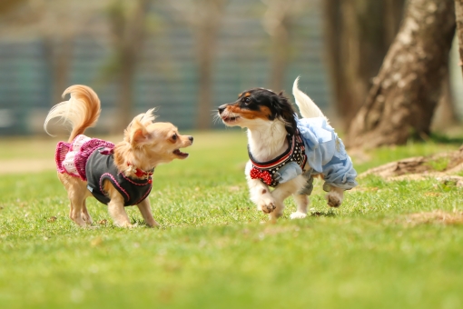 茨木市で犬と遊べる ドッグランまとめ 無料施設あり マチしる大阪