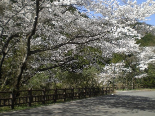 鳥取池緑地・桜の園